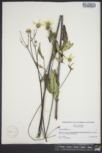 Silphium asteriscus var. trifoliatum image