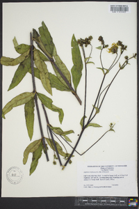 Silphium asteriscus var. trifoliatum image