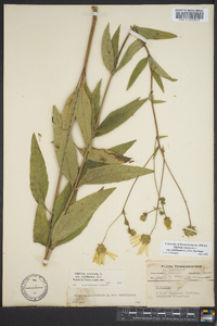 Silphium asteriscus var. trifoliatum image