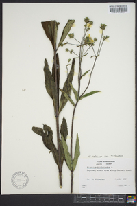 Silphium asteriscus image