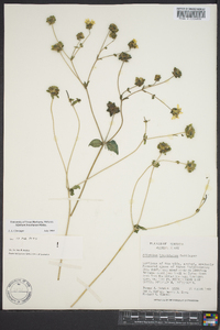 Silphium brachiatum image