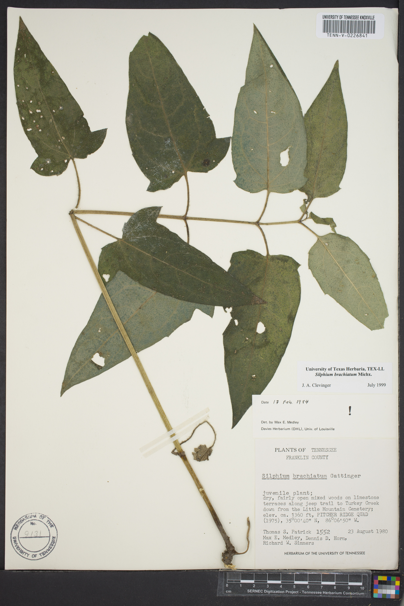 Silphium brachiatum image
