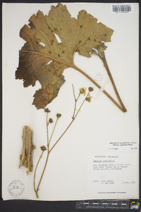 Silphium compositum image