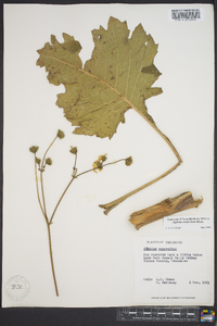 Silphium compositum image