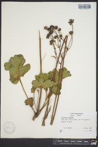 Silphium compositum image