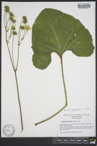 Silphium compositum image