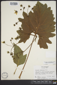 Silphium compositum image