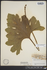 Silphium compositum image