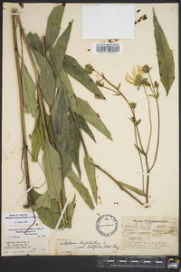 Silphium glabrum image