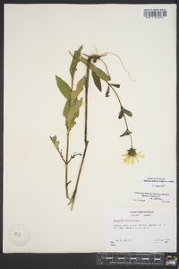 Silphium glabrum image