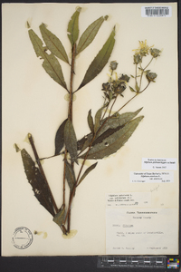 Silphium glabrum image