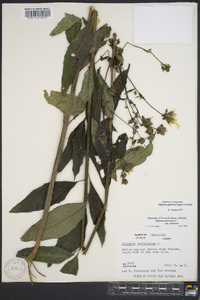 Silphium glabrum image