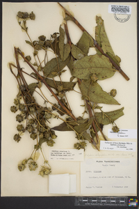 Silphium glabrum image