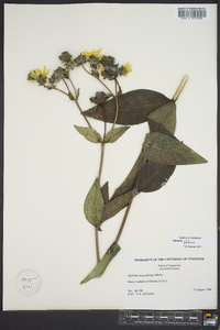 Silphium glabrum image