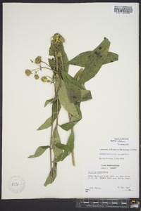 Silphium glabrum image