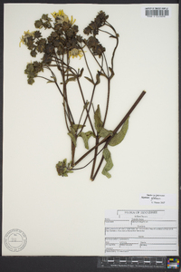 Silphium glabrum image