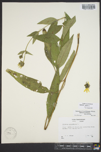 Silphium glabrum image