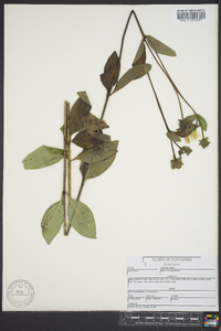 Silphium integrifolium image