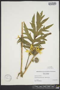 Silphium laciniatum image