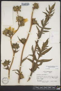 Silphium laciniatum image