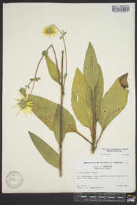 Silphium mohrii image