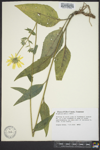 Silphium mohrii image