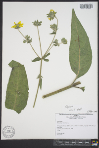 Silphium mohrii image