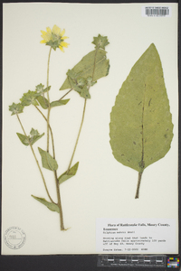 Silphium mohrii image