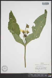 Silphium perfoliatum image