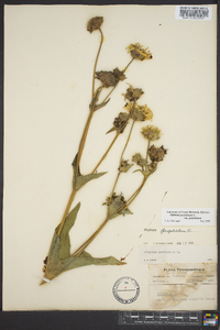 Silphium perfoliatum image