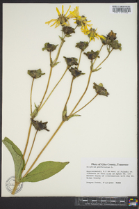 Silphium perfoliatum image