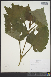 Silphium perfoliatum image