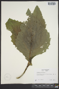 Silphium perfoliatum image