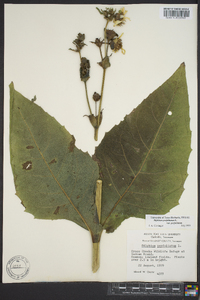 Silphium perfoliatum image