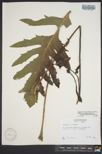 Silphium pinnatifidum image