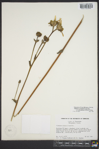 Silphium pinnatifidum image