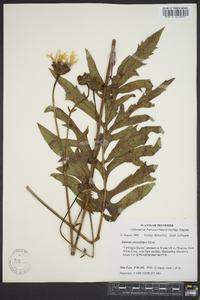 Silphium pinnatifidum image