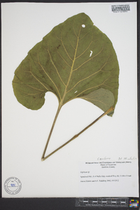 Silphium reniforme image