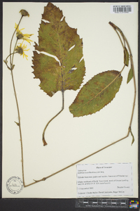 Silphium terebinthinaceum image