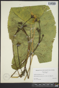 Silphium terebinthinaceum image