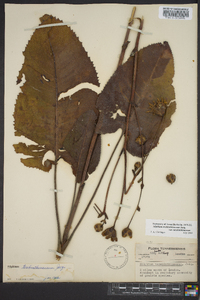 Silphium terebinthinaceum image