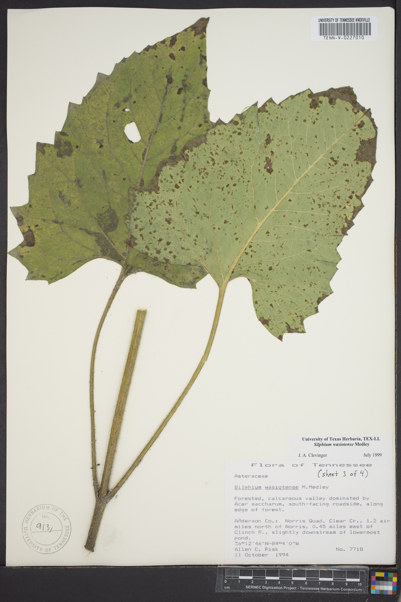 Silphium wasiotense image