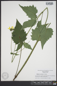 Silphium wasiotense image