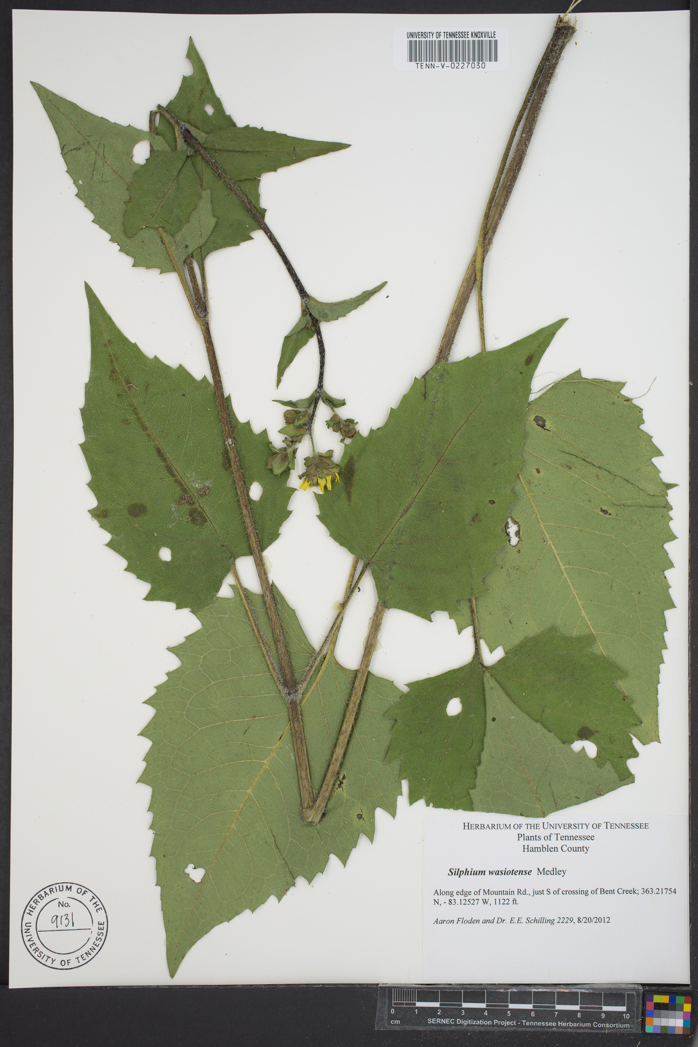 Silphium wasiotense image