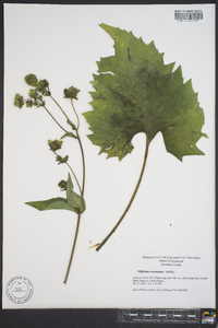 Silphium wasiotense image