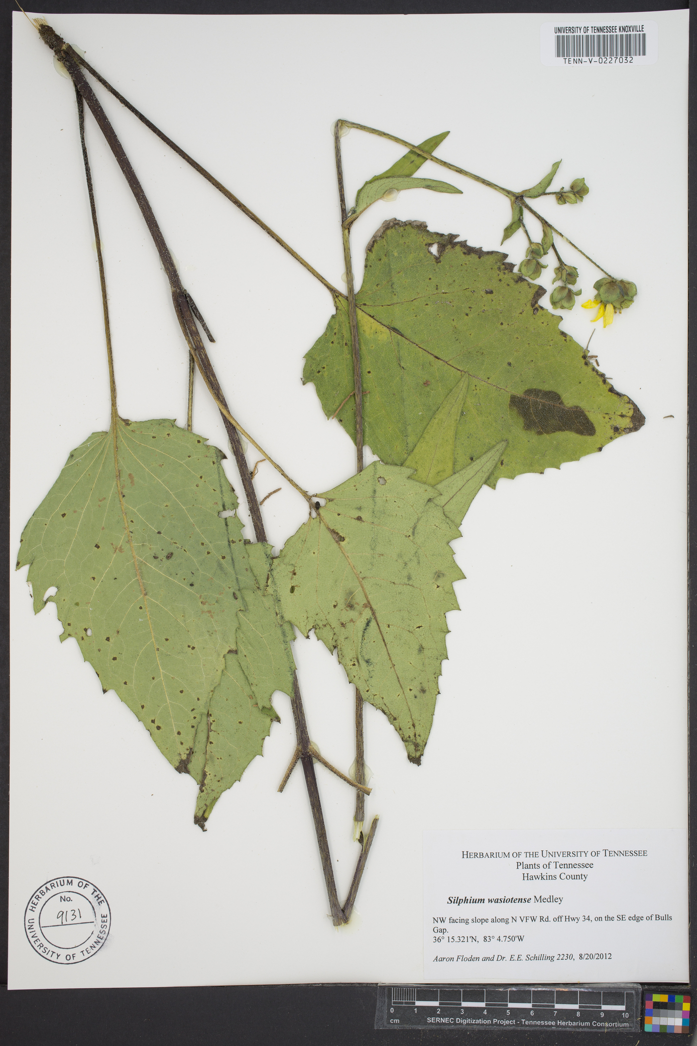 Silphium wasiotense image