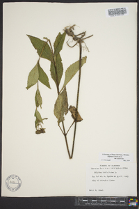 Silphium asteriscus var. asteriscus image