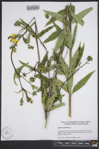 Silphium asteriscus var. trifoliatum image