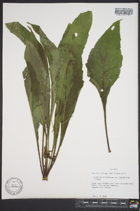 Silphium asteriscus var. latifolium image