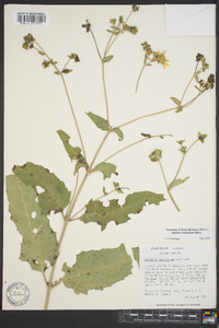 Silphium brachiatum image